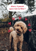 Papi, le chien qui c&eacute;l&egrave;bre ta f&ecirc;te